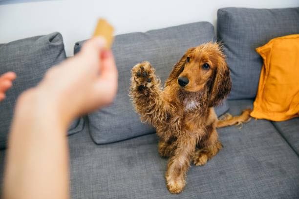 Clever Canines Trick Workshop