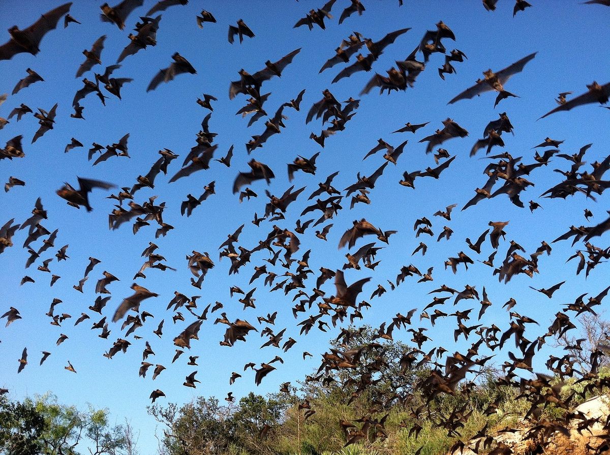 January meeting - The Power of Bats!