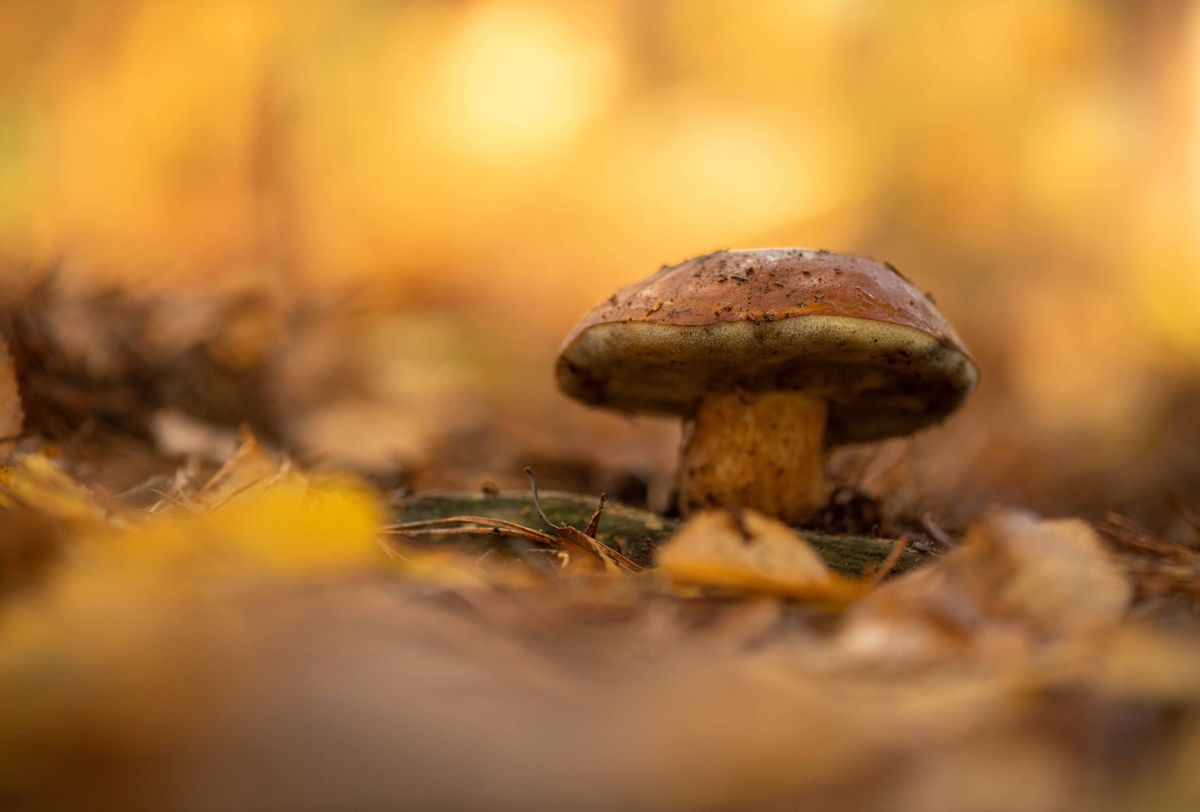 Fabulous Fungi at RSPB Strumpshaw Fen