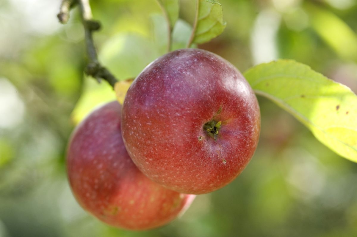 Les pommes de l'\u00e9comus\u00e9e au TNB