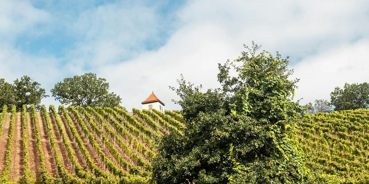Elbe Valley Wine and Vineyards Hike