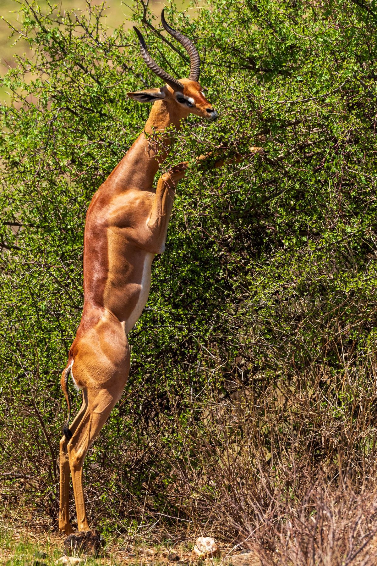 Gerenuk Wildlife Safari