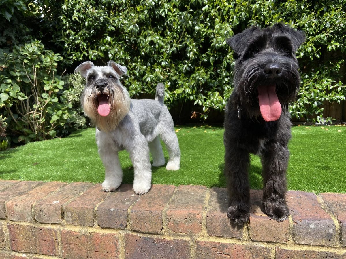 SchnauzerFest Walk