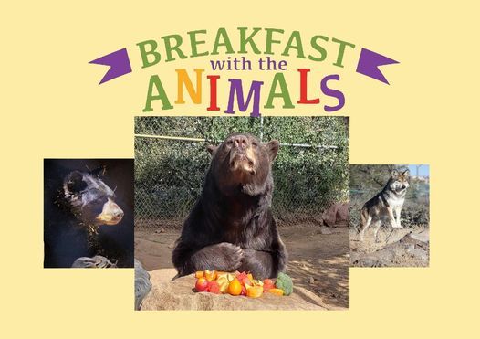 Breakfast with the Black Bears