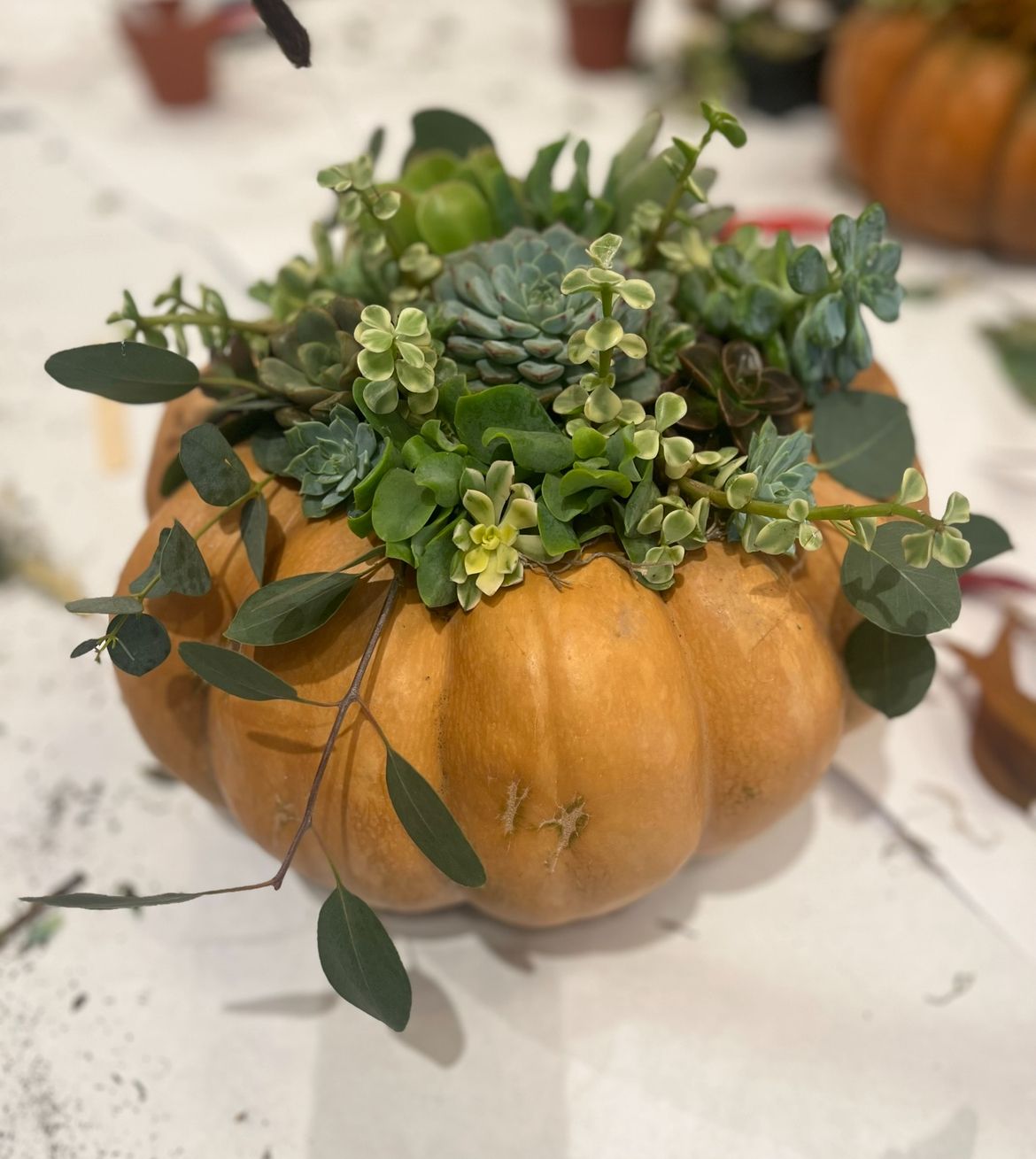 Succulent Pumpkin Workshop