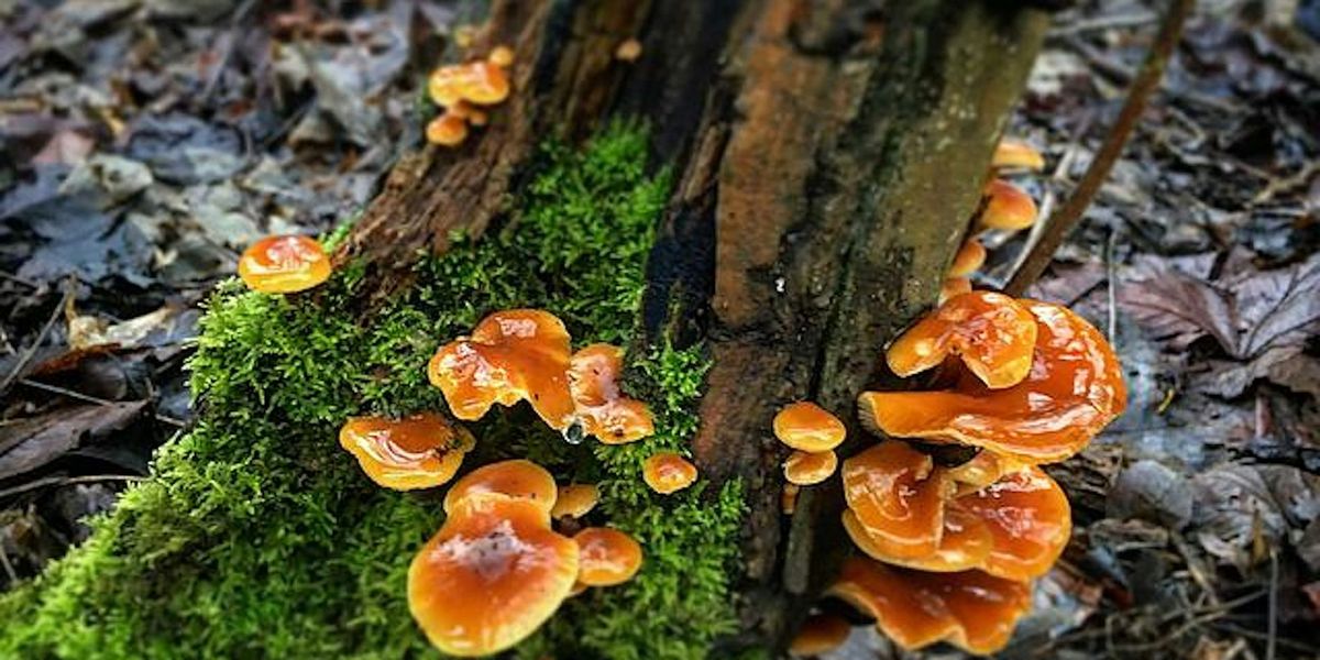 Samhain Foraging Hill Walk