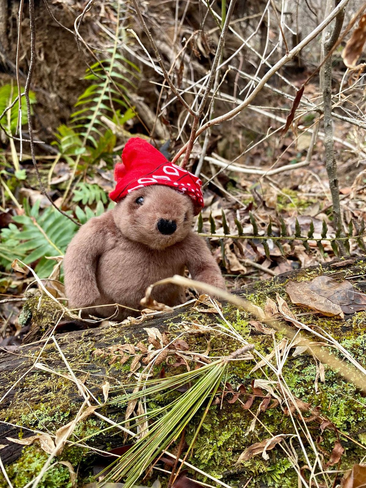 22nd Annual Groundhog Hike