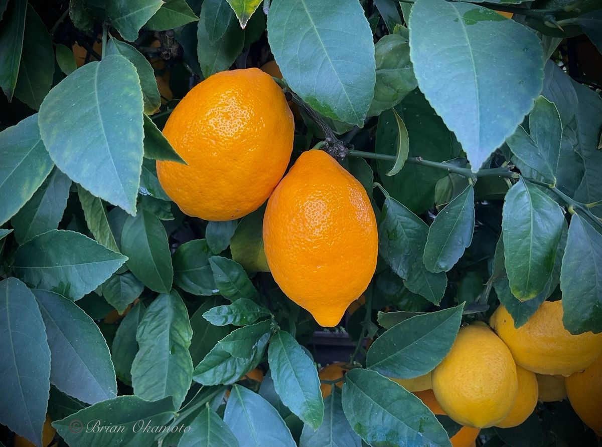 Citrus Planting and Care - San Jose