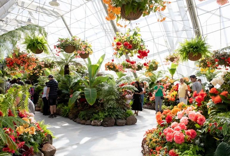 Group Outing to the Ballarat Begonia Festival