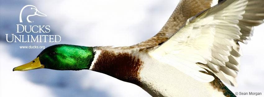 Bluff City Mallards Bingo Bash