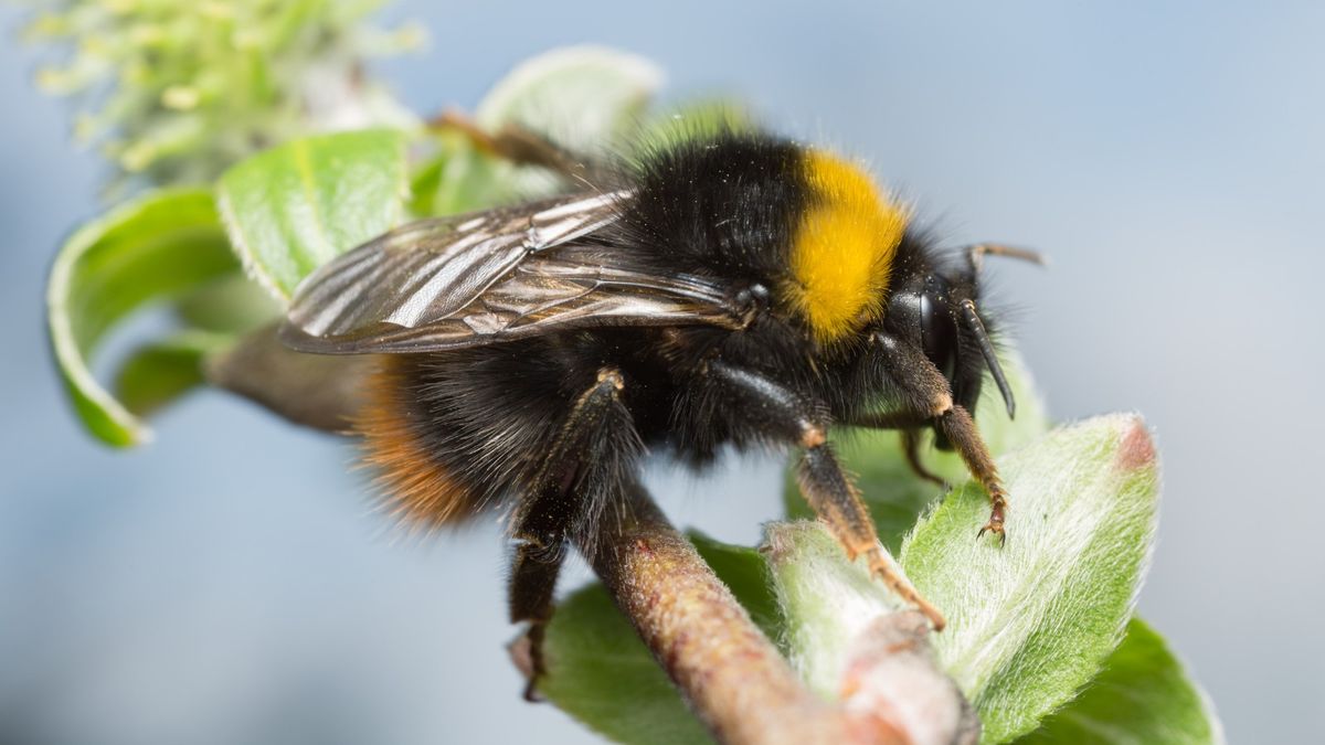 Celebrating Bees and Nature