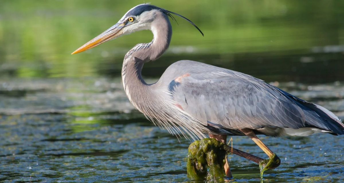 Birding & Boating with the Audubon Society of RI