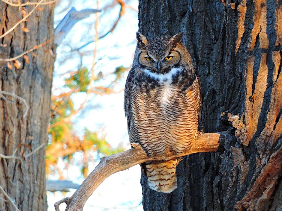 Great Horned Owl Encounter with Draper National History Museum