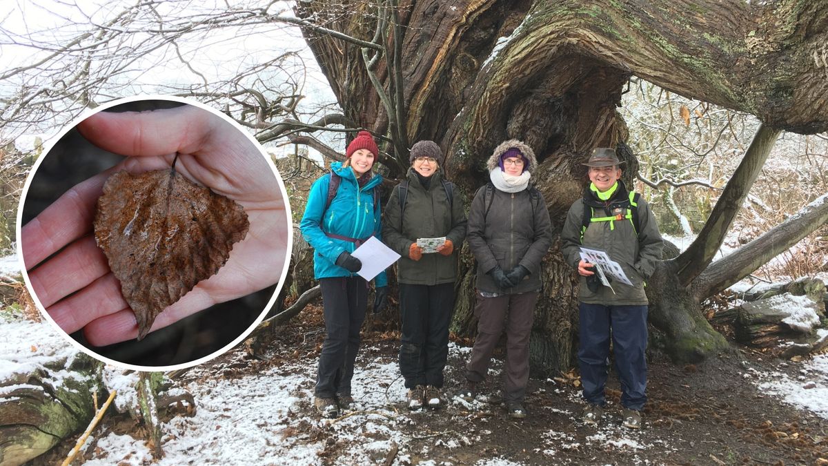 Identifying Trees in Winter