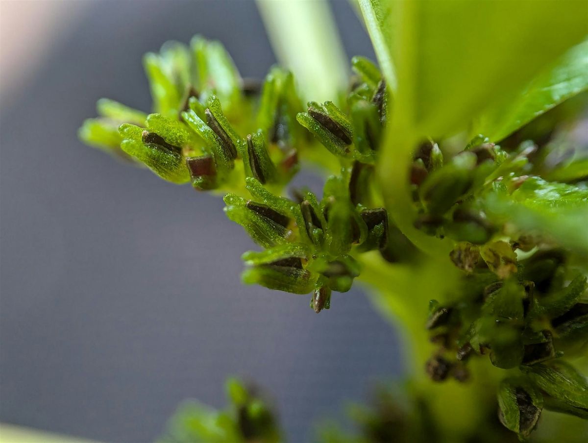 Plant Walk at Clove Lakes Park-Staten Island Bioblitz