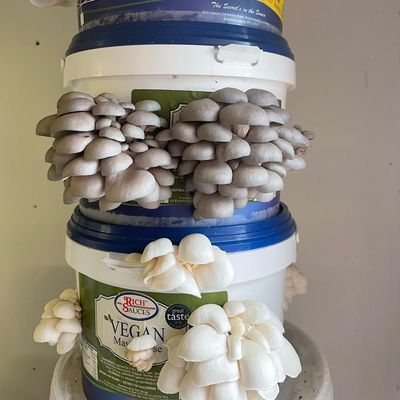 Atlantic Fungi Co-op