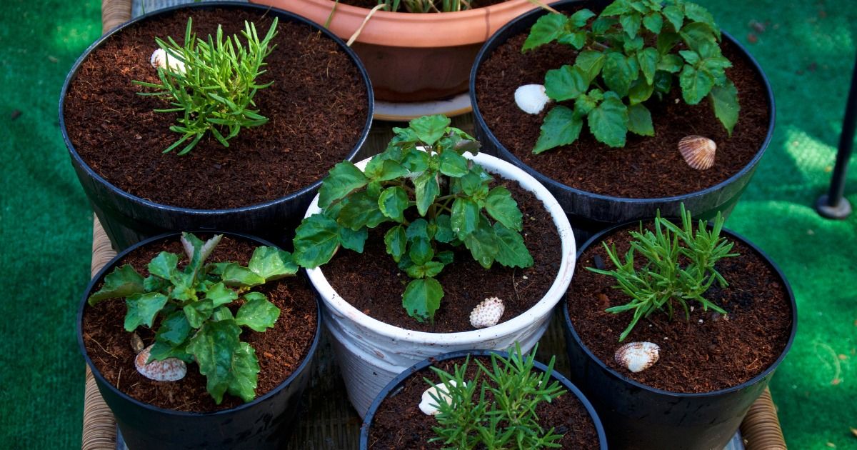 CONTAINER GARDENING