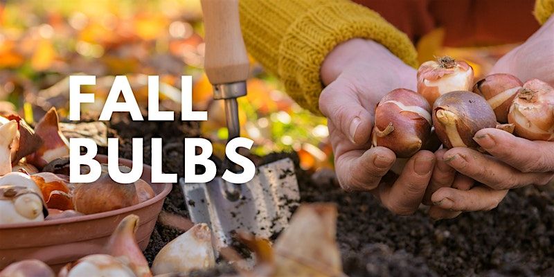 Fall Bulbs to Plant Now