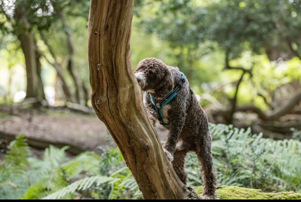 Scent Detection Workshop in the New Forest