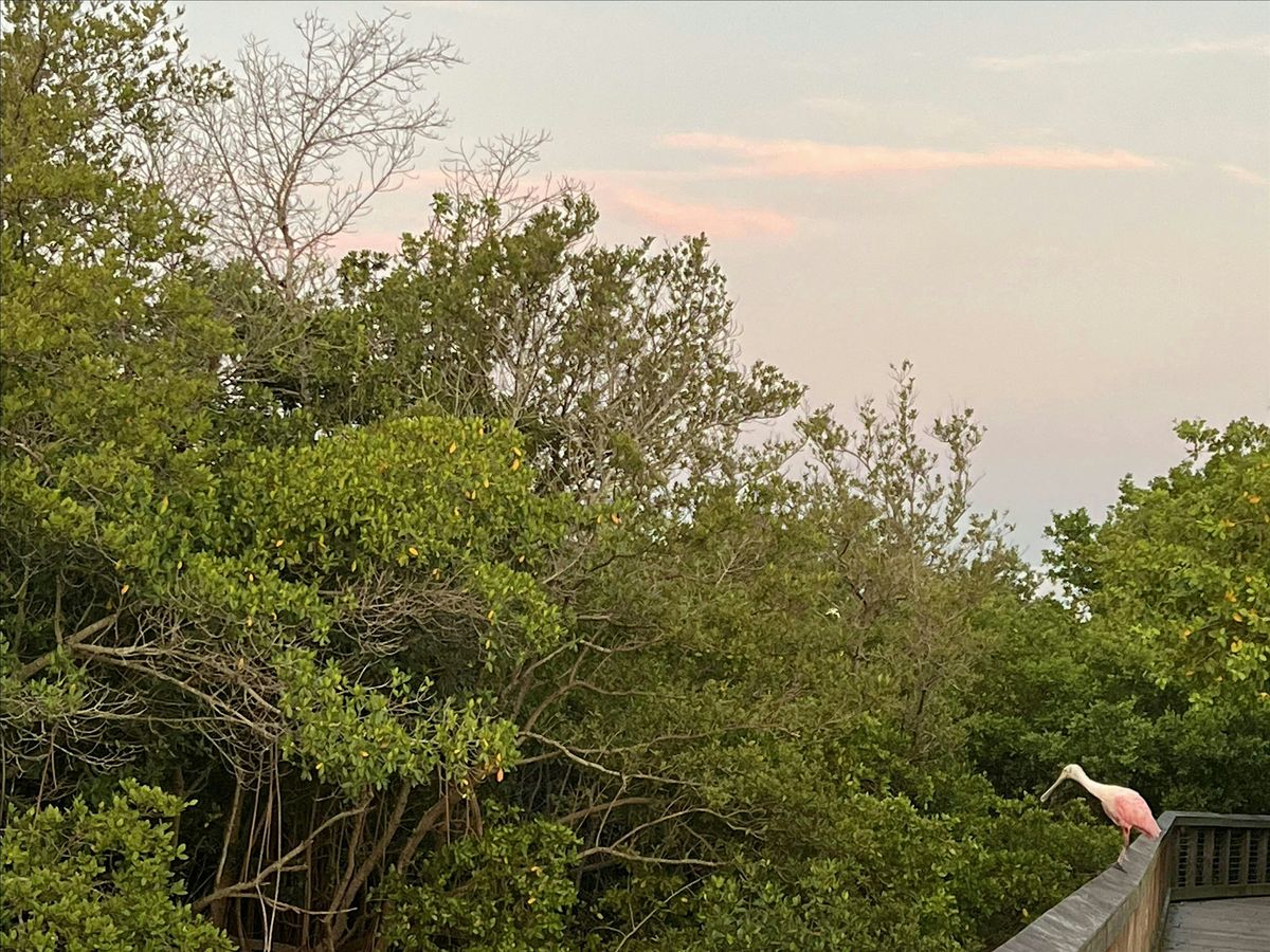 Mangroves for Healthy Shorelines and Water Quality