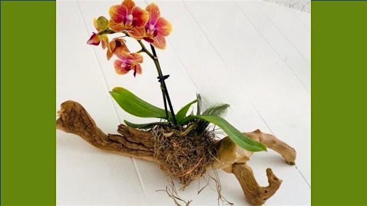Rooted in Air: Mounting Orchids on Driftwood