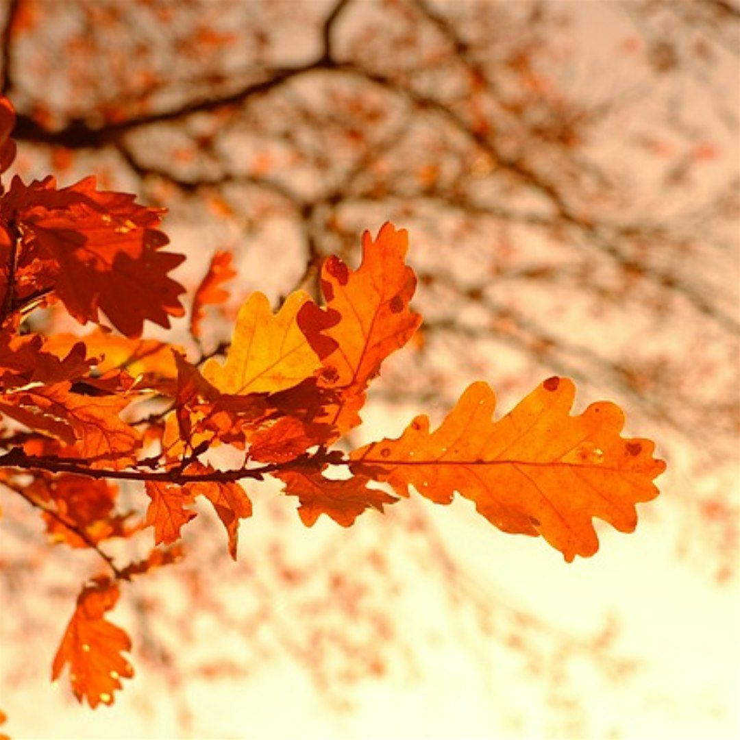 "Fallin For Fall" Hike