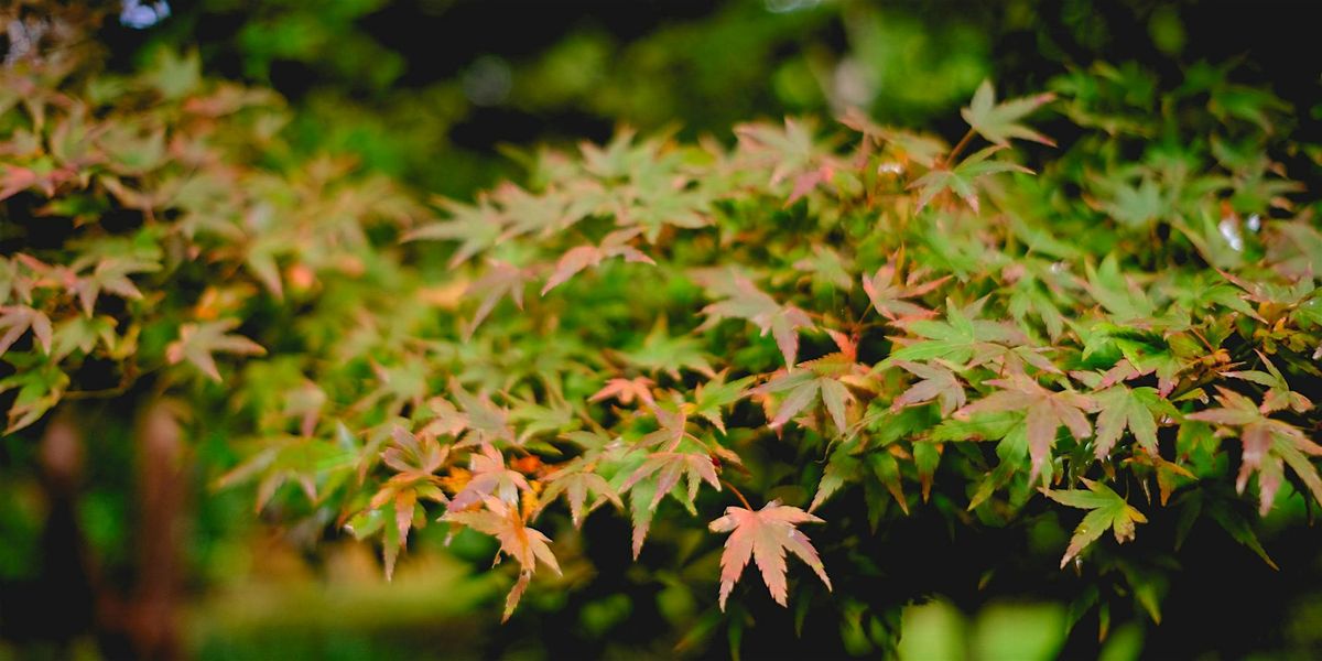 Photowalk: Washington Park Arboretum