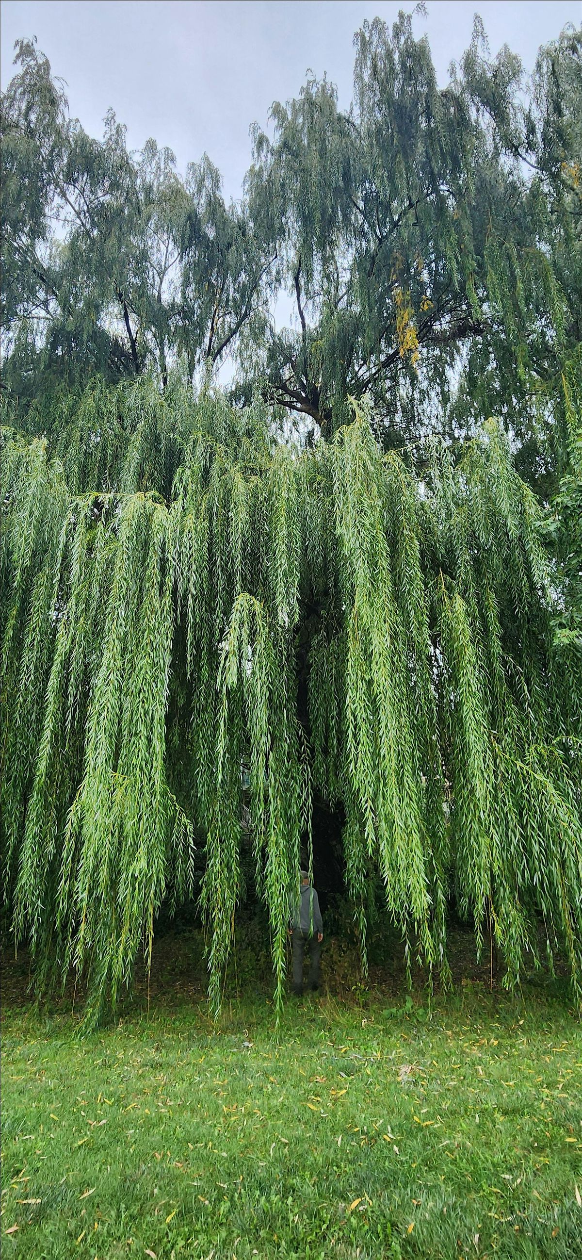 Tree Walk in Viewmount Park