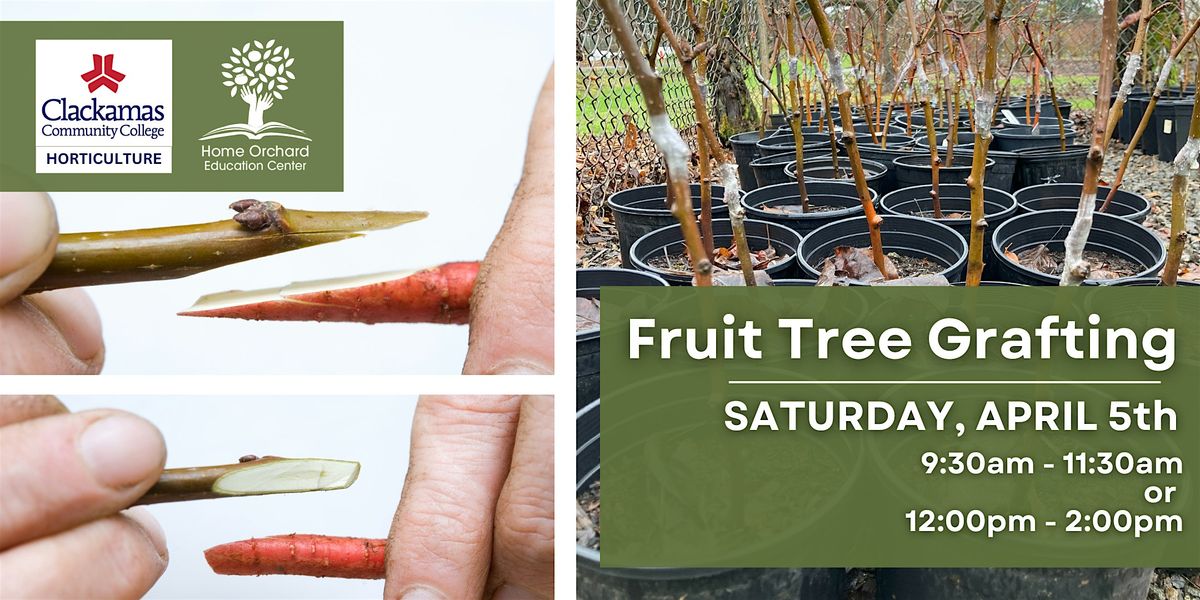 Fruit Tree Grafting: Beginning