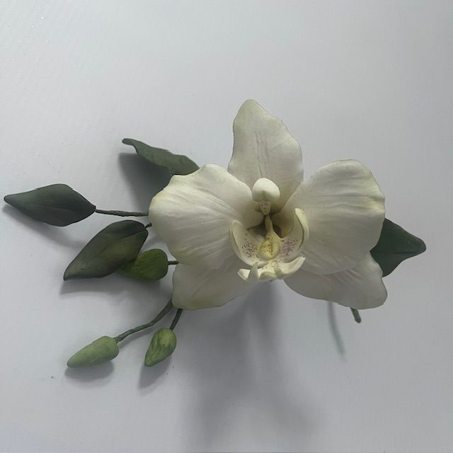 Moth Orchid Sugarcraft Flower with Debbie