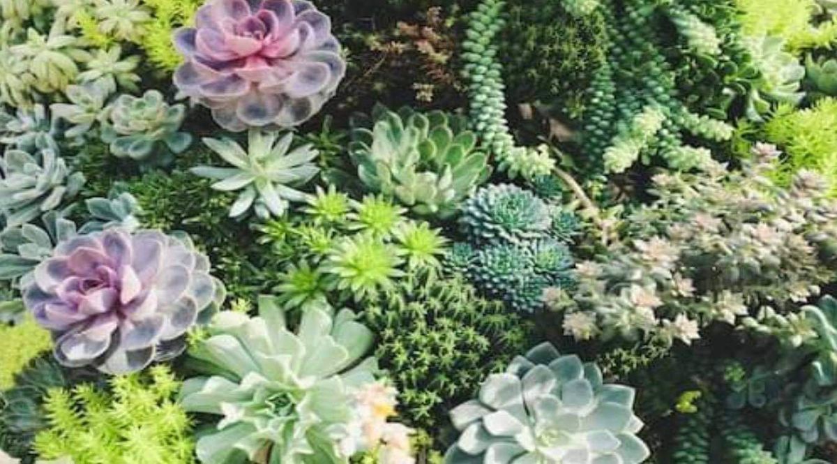 Succulent Cacti Plant & Handmade Market