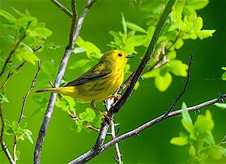 Beginner Bird Walk: Bethine Church River Trail