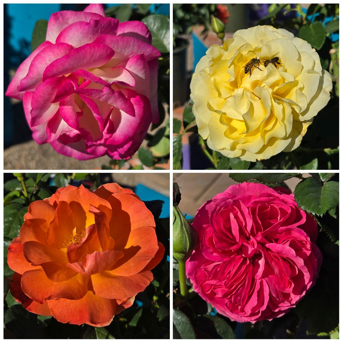 Rose Care and Pruning Class