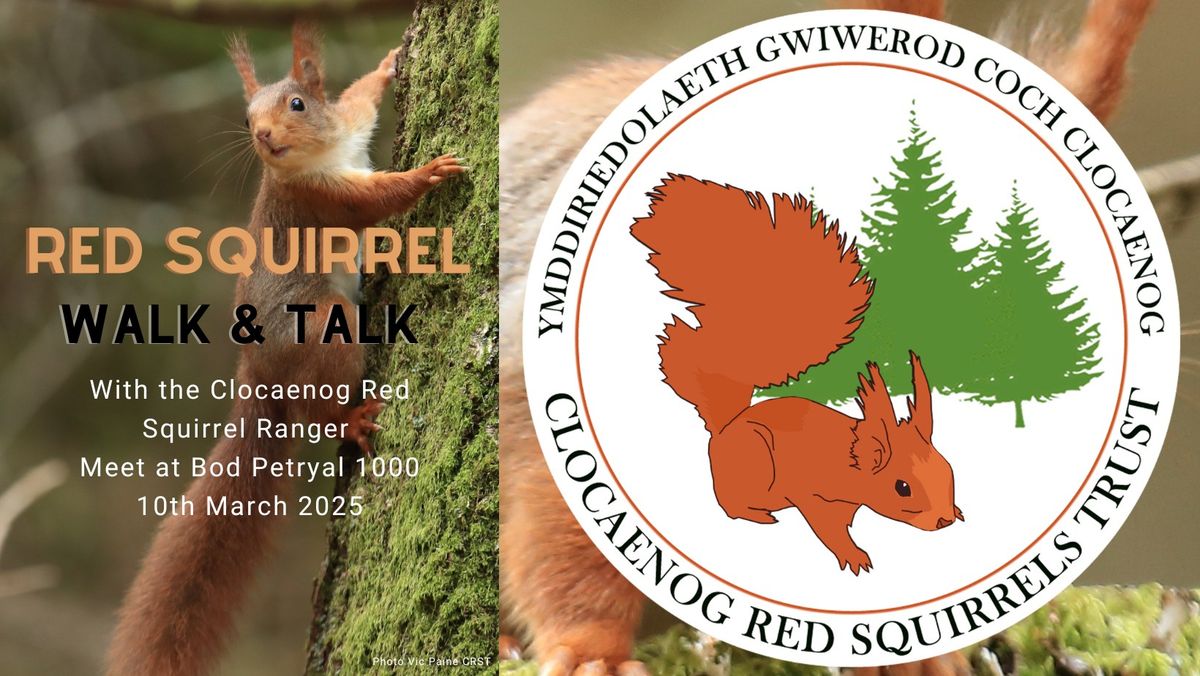 Red Squirrel Walk and Talk with the Ranger FREE EVENT Wiwerod Coch Crwydro a Mwydro