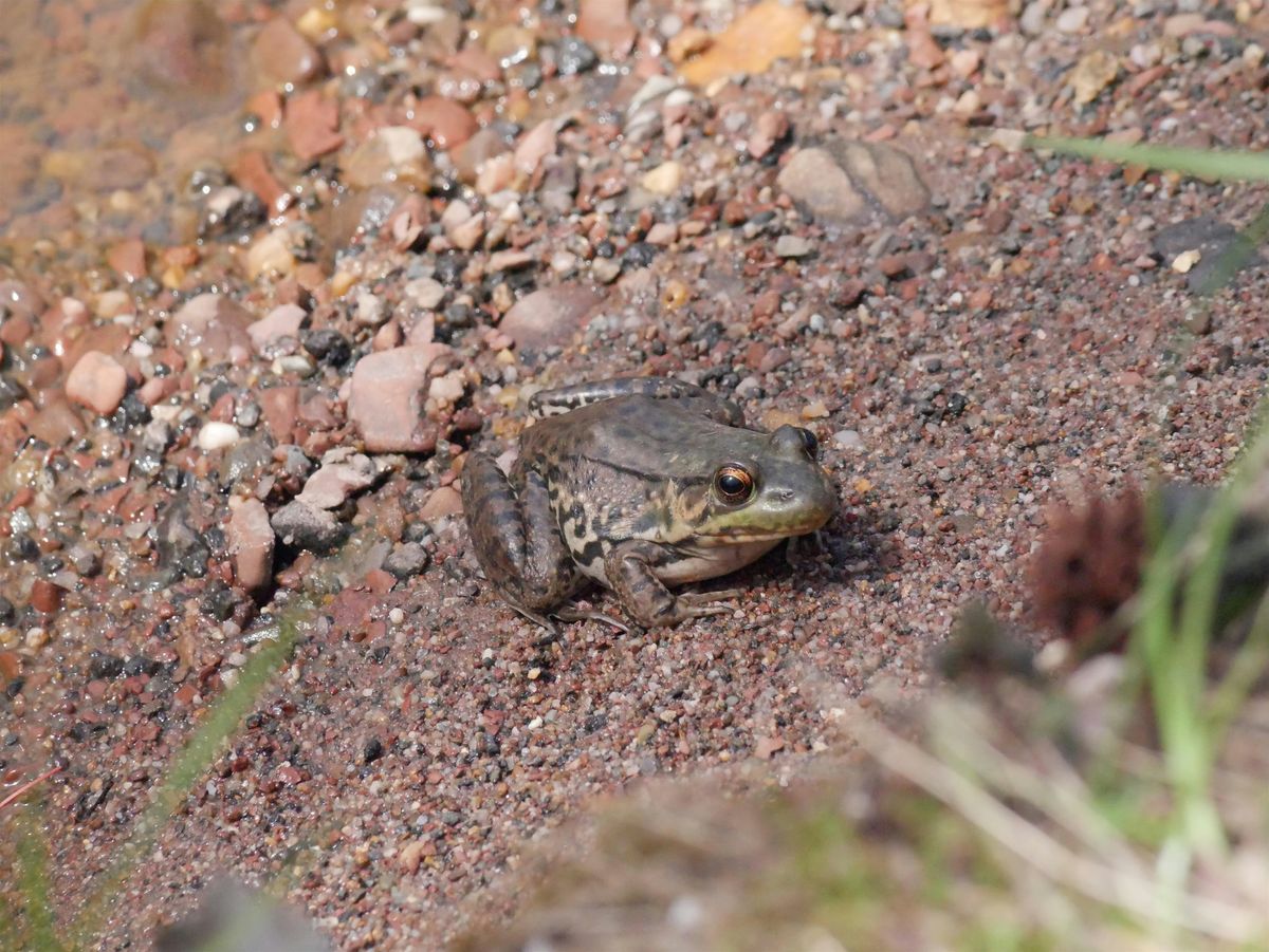 FrogWatch Hike