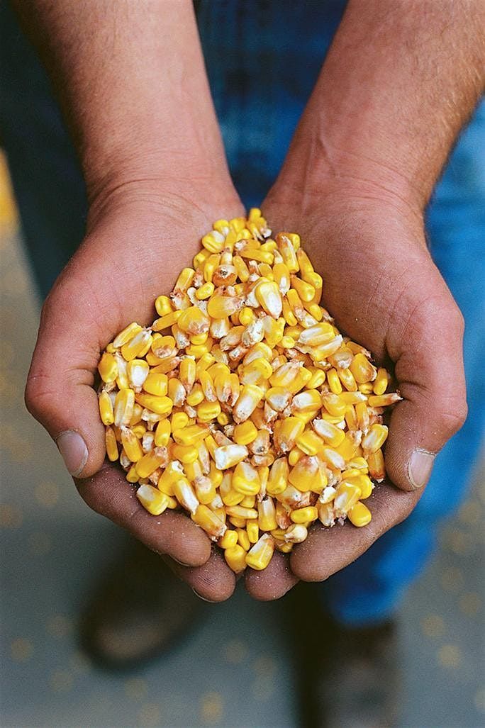 Talbot County Agronomy Program Sponsorship - 2025 Corn Crop