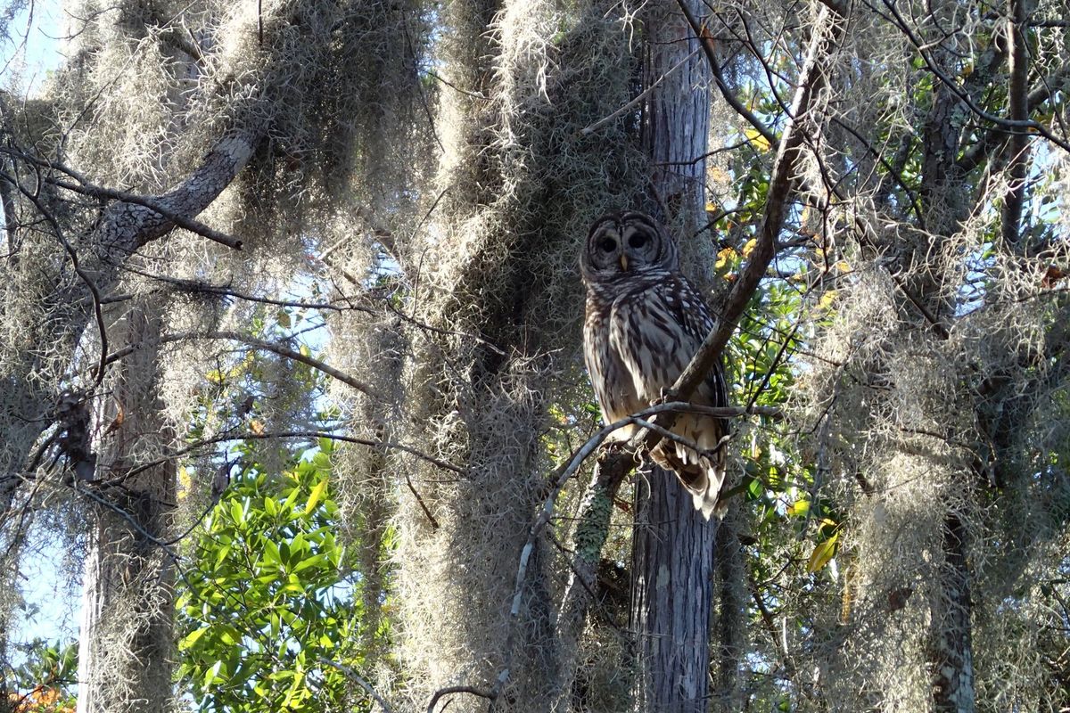 Fall in the Okefenokee AND Pioneer Days!!