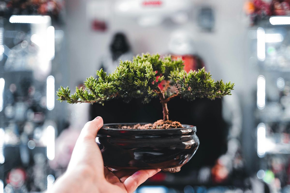 Cherry Blossom Season Bonsai Workshop with PlantHouse