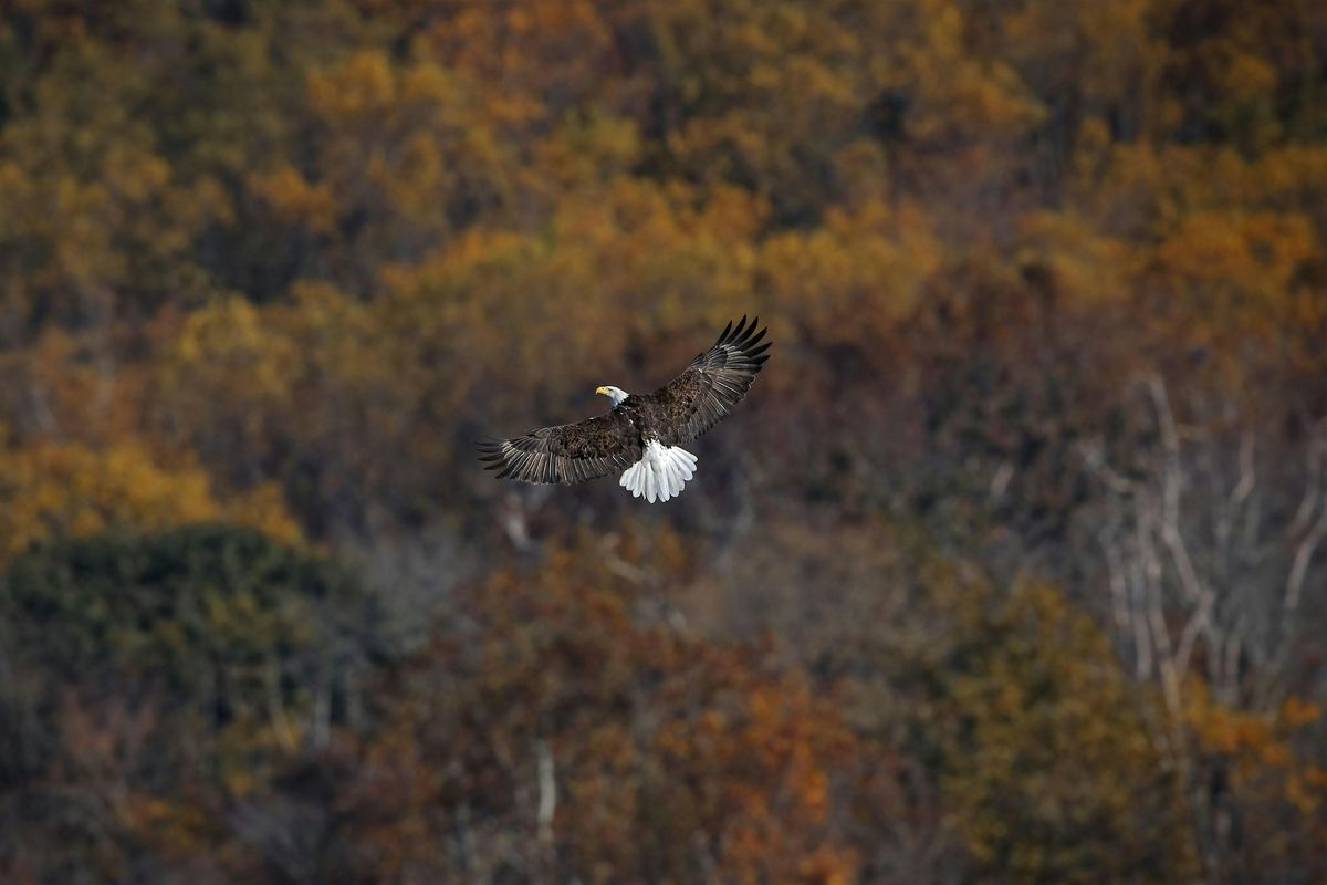 Feathers & Foliage at Fortune's Cove Preserve