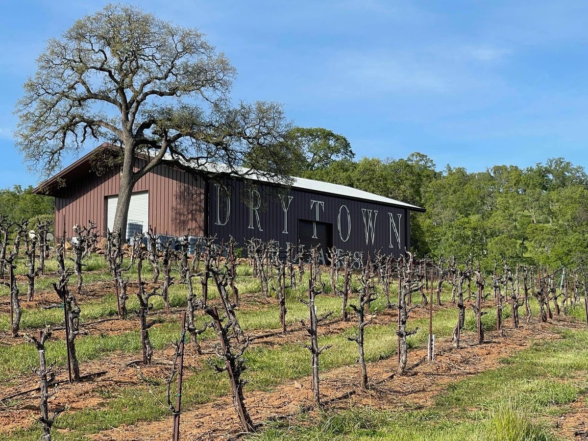 Morning Vineyard Tours with Mimosas