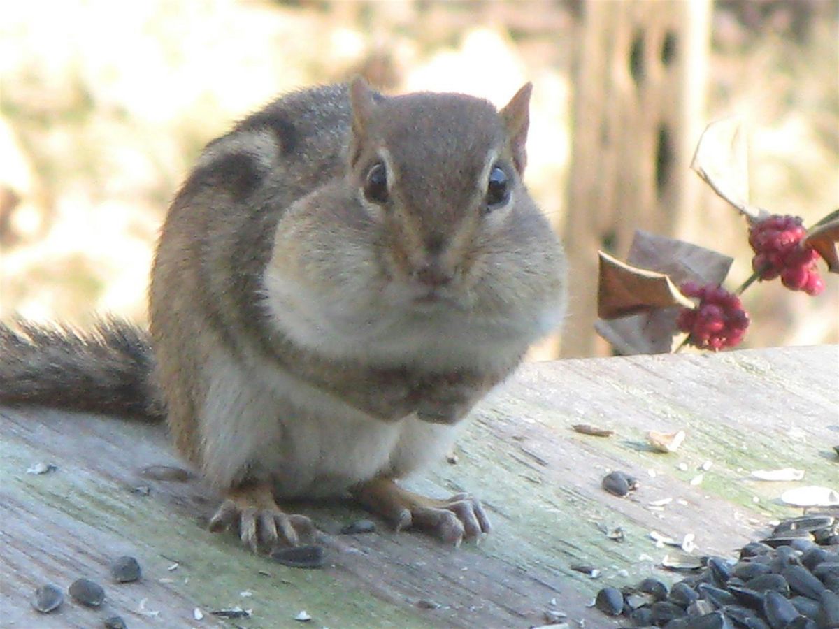 Homeschool Day: Winter Adaptations