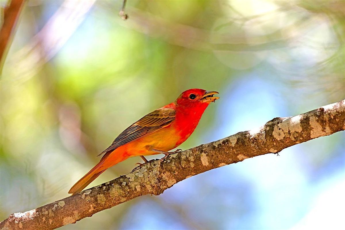 Birding the Eno - Summer Migration Bird Walk & ID Program