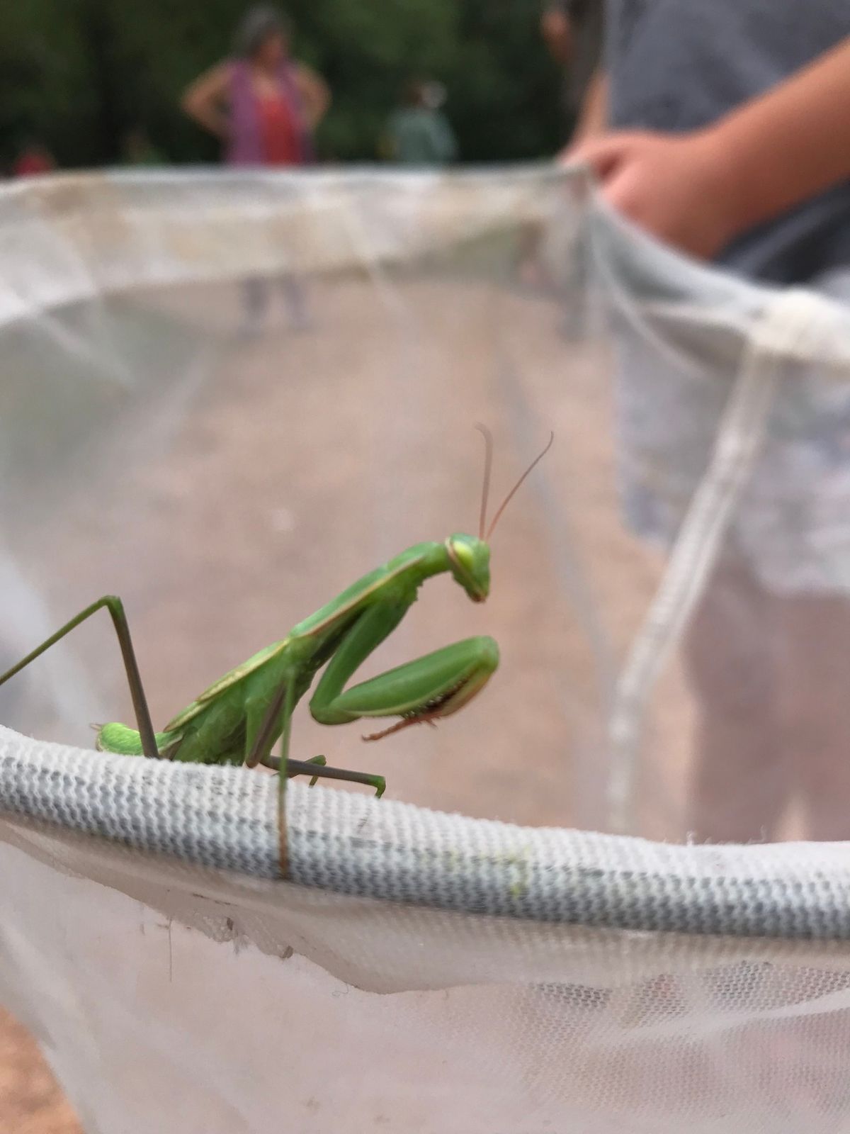 Kids Entomology with Cronk