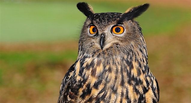 Boulder Open Space Presents: Owls of Boulder County