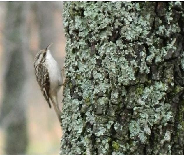 Birding in Larrabee State Park