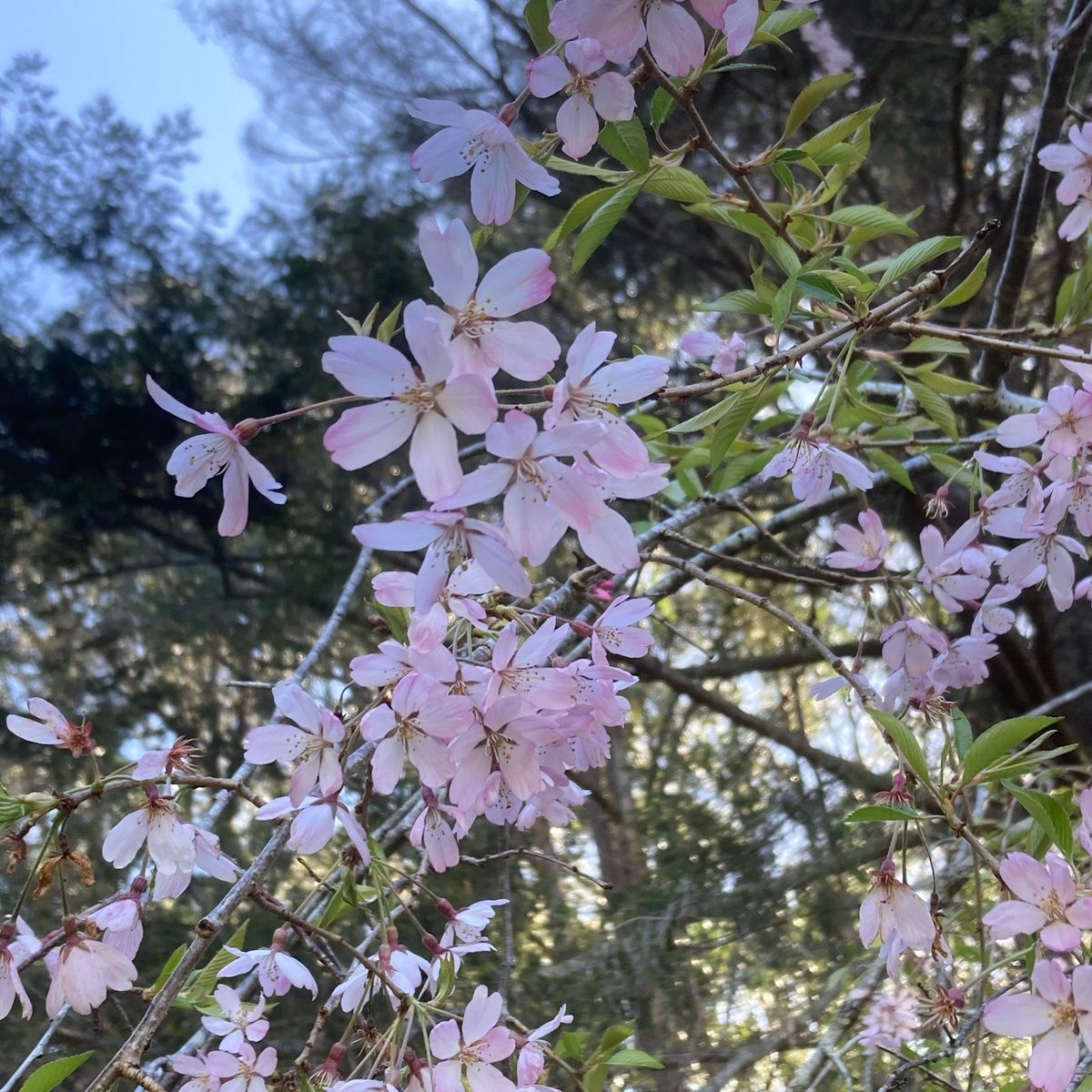 Spring Equinox gathering