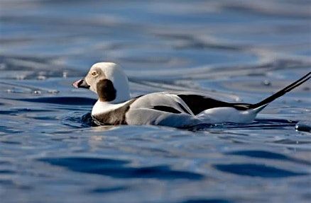 Winter Bird Walk: Adult Program, $4 per adult upon arrival