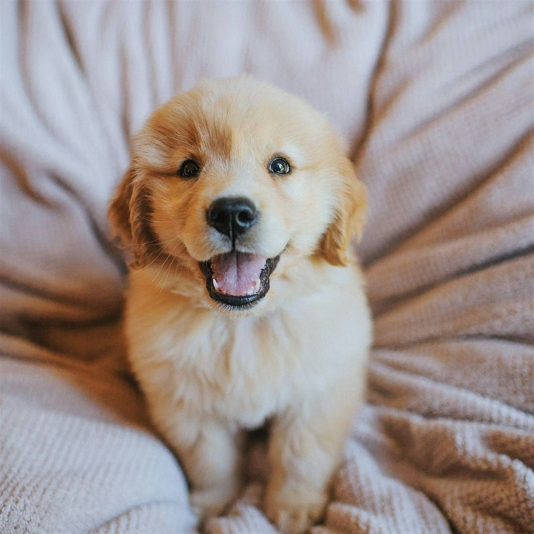 Puppy Yoga by Yoga Kawa Toronto with Golden Retriever
