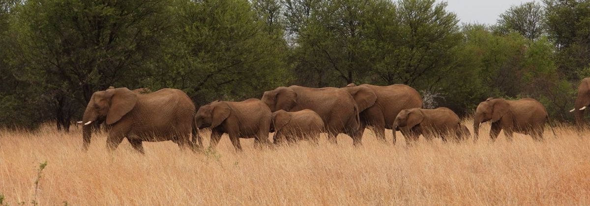 Small Animal All-Inclusive* Safari Event - 6 Days of Lectures, Practical Sessions & Amazing Wildlife