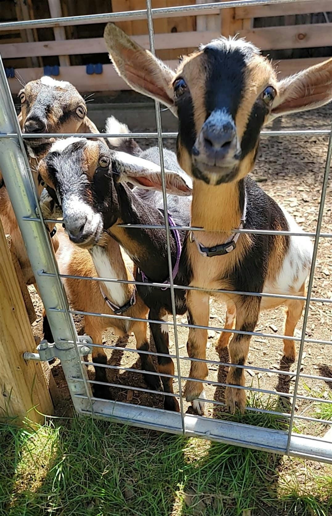 Homeschool goat yoga